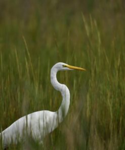 RFN-4s Wireless Remote Shutter Release for Nikon DSLR with MC30 Type Connection (Nikon D200, D300, D300s, D500, D700, D800, D800E, D810, D1, D2, D3, D3x, D3s, D4, D5) - Transmitter and Receiver Set 37 61dIyB5HcPL