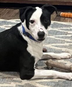 Wisdom Panel Breed Discovery Dog DNA Kit: Most Accurate Dog Breed Identification, Test for 365+ Breeds, MDR1 Health Test, Ancestry, Relatives 39 61dMlySbsVL