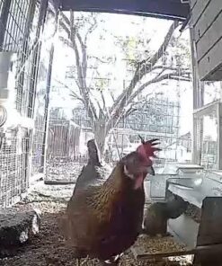 Grandpa's Feeders Automatic Chicken Feeder - Sturdy Galvanized Steel Poultry Feeders - No Spill with Weatherproof Lid - Standard Size for 6-12 Chickens 10 Days (20lb Feed) Silver 14 lb 41 61dYSehmzSL