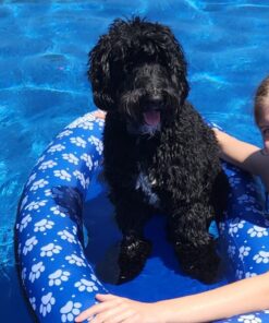 SwimWays Paddle Paws Spring Float Dog Raft, Small (0-65 lbs.) 27 61dYxExEiWL