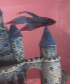 API AQUARIUM SALT Freshwater Aquarium Salt 67-Ounce Box (Packaging May Vary) 67 oz Aquarium Treatment 48 61dbthl37cL