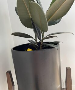 Safer Brand 5026 Houseplant Sticky Stake Insect Traps for Indoor Plants - Controls Fungus Gnats, Whiteflies, Midges, Thrips, Fruit Flies, and Black Flies - 1 Pack, 7 Traps 28 61duySK78xL