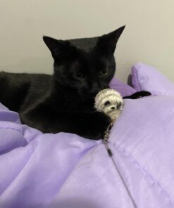 Go Cat Cat Catcher Teaser Wand with Mouse Cat Toy 20 61dwRV7Rj2L