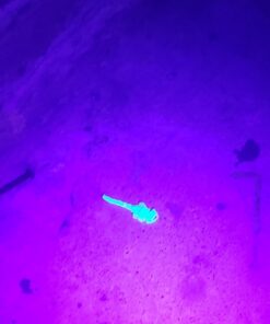 UV Flashlight Black Light, LOFTEK 51 LED 395 nm Blacklight Flashlite Pet Urine Detector for Dog Urine, Dry Stains, Bed Bug, Scorpion, Matching with Pet Odor Eliminator 45 61dxu3blxQL