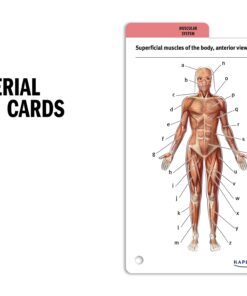 Alternative view of Anatomy Flashcards: 300 Flashcards with Anatomically Precise Drawings and Exhaustive Descriptions + 10 Customizable Bonus Cards and Sorting Ring for Custom Study