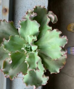 Hoffman 10410 Organic Cactus and Succulent Soil Mix, 10 Quarts 29 61e2K2fZ2cL