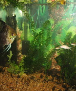 AquaClear 50 Power Filter, Fish Tank Filter for 20- to 50-Gallon Aquariums (Packaging may vary) 20 to 50 Gallons - 50 32 61eGUWtDDgL