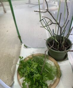 RESTCLOUD Insect and Butterfly Habitat Cage Terrarium Pop-up 24 Inches Tall with 10Pcs 10ML Floral Tubes 58 61eJg 7rWL