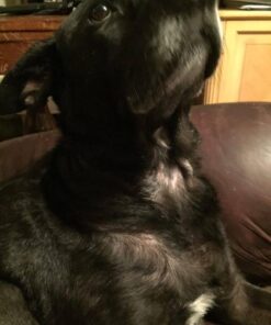 Seresto Cat Vet-Recommended Flea & Tick Treatment & Prevention Collar for Cats | 8 Months Protection 1 Pack Cat Only 43 61eKf6K5LGL