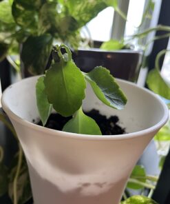 Miracle-Gro Pour & Feed Plant Food, Fertilizer Instantly Feeds Live Plants, For Outdoor & Indoor Plants in Containers, 32 oz. 17 61ePfYZ9K4L