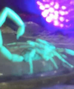 TERRO Scorpion Killer Aerosol Spray T2101 1 Pack 37 61eUgLfgQjL