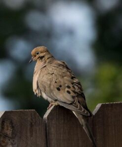 Nikon D500 DX-Format Digital SLR (Body Only), Base 107 61eV4IY7z3L