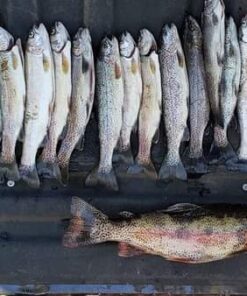 Ka-Bar Backpacker Caster Lightweight Fishing System 9921 , Black, Original version 37 61eXhtGi9FL