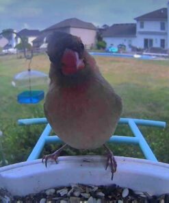 NETVUE Birdfy AI - Smart Bird Feeder with Camera, Free AI Forever, Auto Capture & Identify 6000+ Bird Species, Bird Videos for Birdwatching, Ideal Gift for Bird Lover Blue 44 61eYrWYTflL 1