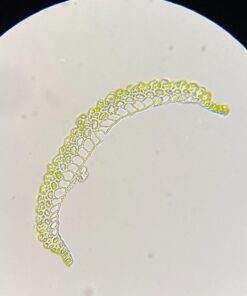 OMAX 40X-2000X LED Binocular Compound Lab Microscope w/ Double Layer Mechanical Stage + Blank Slides, Cover Slips, & Lens Cleaning Paper, M82ES-SC100-LP100 58 61ezjBM fzL 1