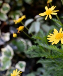 Nikon AF-S NIKKOR 35mm f/1.8G ED Fixed Zoom Lens with Auto Focus for Nikon DSLR Cameras Lens Only Standard Packaging 63 61f QgkDwL