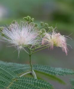 Nikon D500 DX-Format Digital SLR (Body Only), Base 108 61f htaKDSL