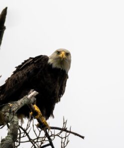 Sigma 150-600mm 5-6.3 Sports DG OS HSM Lens for Canon Canon SLR Mount US Version 100 61f25n8LG3L