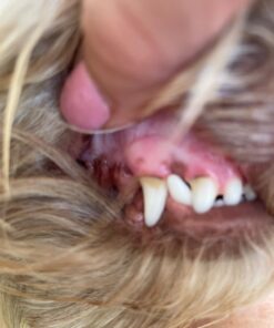 Pet MD Dog Breath Freshener Dental Wipes for Dogs - Tartar and Plaque Remover for Teeth Cleaning - Fresh Apple & Mint Scent Bad Breath Treatment for Dogs - 100 Count 28 61f7CvrDTvL