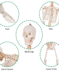 Giantex B010L18XEW Life Size 70.8" Human Anatomical Anatomy Skeleton Medical Model + Stand 32 61fBfzB37L