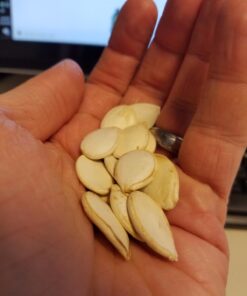 GERBS Unsalted Jumbo Whole Pumpkin Seeds, 32 ounce Bag, Roasted, Top 14 Food Allergy Free, Non GMO, Vegan, Keto, Paleo Friendly Jumbo Unsalted 2 Pound (Pack of 1) 19 61fELVRGEL