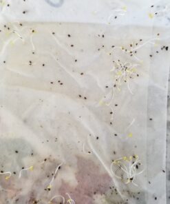 Seed Needs, Bee Balm Seed Packet Collection (3 Individual Varieties of Seed for Planting) Non-GMO & Untreated 27 61fGDxwwMLL 1