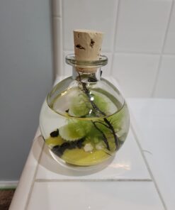 Shrimp Bubble Glass Self-Sustaining Ecosystem Amber 39 61fJjCruL