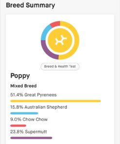 Embark Breed & Health Kit - Dog DNA Test - Discover Breed, Ancestry, Relative Finder, Genetic Health, Traits, COI 1 Count (Pack of 1) 43 61fMXOz5qML 3