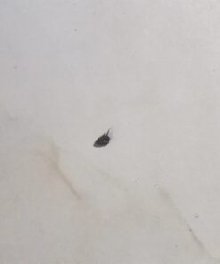 Zoecon Precor 2000 Plus Premise Spray, 16 oz. 21 61fO7aZSiKL