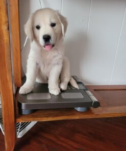 Omron Body Composition Monitor with Scale - 7 Fitness Indicators & 90-Day Memory 90-Day Memory Tracker 24 61fPLmQzi8L