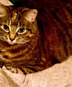 Purina Pro Plan Veterinary Supplements FortiFlora Cat Probiotic Supplement For Cats With Diarrhea - 30 ct. Box 37 61fVJm6KMGL