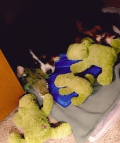 KONG Cozie Ali Alligator XL X-Large Standard Packaging 31 61fWHTPnyqL