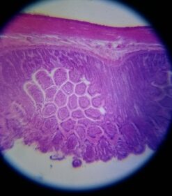 Educational Insights Nancy B's Science Club Microscope for Kids, Microscope Kit, Gift for Boys & Girls, Ages 8-12 44 61fYVgbHcTL 1