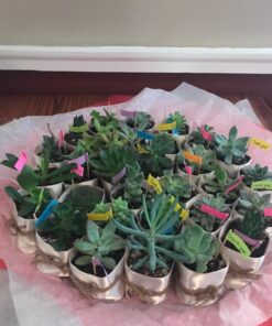 Jiimz 30 Assorted 2" Succulent Plants 19 61faEI5AaAL