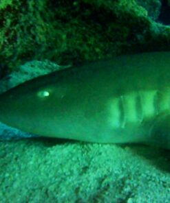 TEKCAM Action Camera Waterproof Case Underwater Protective Housing Case Compatible with AKASO EK7000 V50 Elite/REMALI CaptureCam/Apexcam/Vemont/SJCAM/HLS/Jadfezy/Xilecam/WOLFANG GA300 Action Camera 23 61fjXbaV0YL