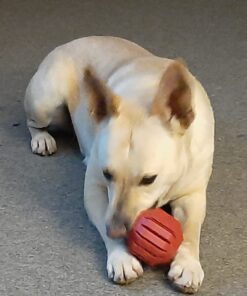 KONG Stuff-A-Ball Treats Dispense Dog Toy - Stuffable Dog Toy - Stuff Treats for Mental Enrichment - Dental Dog Toy for Healthy Teeth & Gums - Large Dogs Standard Packaging 29 61fmmywf3jL