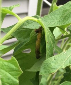 Safer Brand 5163 Caterpillar Killer II Concentrate, 16 Oz For Insects 1 Pack 30 61fr2U4VhfL