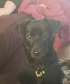 PURINA Busy Made in USA Facilities Small/Medium Dog Bones, Original - 6 ct. Pouch 26 61frhXyDAxL