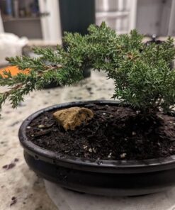 9Greenbox Best Gift Bonsai Juniper Tree, 4 Pound Style 2 23 61fsP1sx4nL