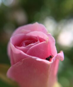 CAMKIX Bluetooth Camera Shutter Remote Control for Smartphones and 5 in 1 Universal Lens KIT - Create Amazing Photos and Selfies (5IN1 Universal Lens KIT and Bluetooth Shutter Remote) BT Remote 17 61fzeaLwqyL