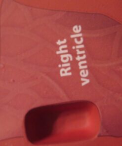 Learning Resources Cross-Section Human Heart Model, Large Foam Classroom Demonstration Model, 2Piece, Grades 2+, Ages 7+ Multi-color, 5 x 5 x 5 inches 22 61g9szwMGJL