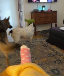 KONG Cozie Ali Alligator XL X-Large Standard Packaging 35 61gAQ57 q7L