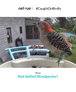 NETVUE Birdfy AI - Smart Bird Feeder with Camera + Solar Panel, Free AI Forever, Auto Capture & Identify 6000+ Bird Species, Bird Videos for Birdwatching, Ideal Gift for Bird Lover Solar Blue 46 61gETONmOeL 2