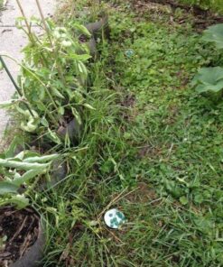 Neogen Ramik Green Fish Flavored Weather Resistant Rodenticide Nuggets, 4 lb bag 4-pound pouch 43 61gFB3DwdL