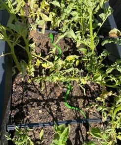 Fun Central 12 Pack - Realistic Rubber Snakes Toys for Garden in Bulk - 22 inches 30 61gFhD sqL