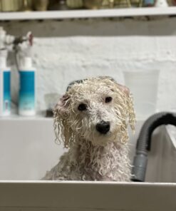 Davis Pramoxine Anti Itch Dog and Cat Creme Rinse, 12-Ounce, tan (DM158 12) 20 61gQl4qYRyL