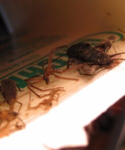 Catchmaster Mouse & Insect Super Glue Traps 30PK, Mouse Traps Indoor for Home, Extra Strength Sticky Pest Control Adhesive Tray for Catching Bugs, Rats & Rodents, Non Toxic Bulk Pre-Baited Glue Boards 53 61gRrzCNSFL