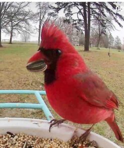 NETVUE Birdfy Lite - Smart Bird Feeder with Camera Solar Powered, Bird Watching Camera Wireless, Auto Capture Bird Videos & Motion Detection, Ideal Gift for Christmas Blue 46 61gUegb8bAL