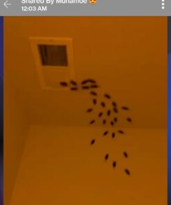 Cooplay 20PCS - Fake Roaches Prank - Cockroach Bugs Look Real Black Red 29 61gWWb70hlL