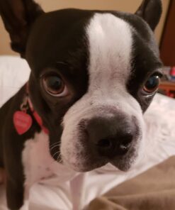 Rollga PRO - The BETTER Foam Roller for Flexibility, Muscle Recovery, Back & Neck Massage, & Exercise (Black) Black 35 61gadlNPDBL